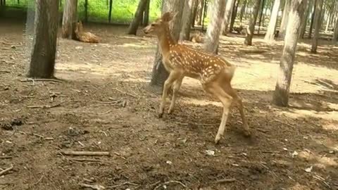 Sika deer