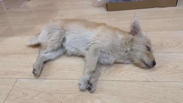 Look at the little dog