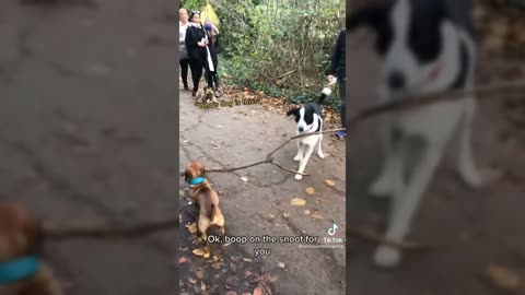 ARE YOU HAVING A BAD DAY?? It Makes You Feel Good in This Video FUNNY DOGS