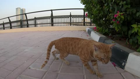 Homeless cats: MICHAEL JACKSON & CHRIS MARTIN & ED SHEERAN #ChrisMartin #MichaelJackson #EdSheeran