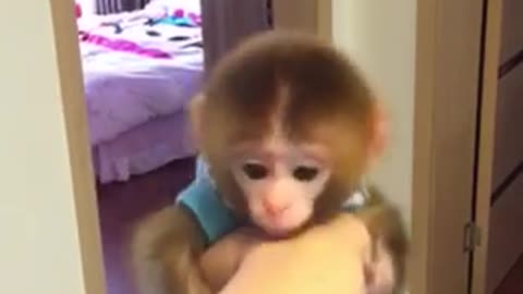 Lovely monkey.