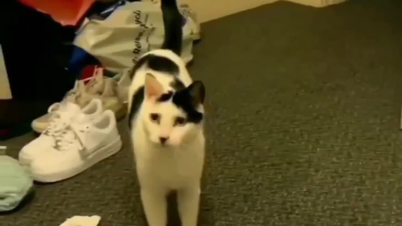 Noughty animal video cat