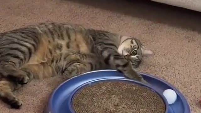 This cat is really wondering what the meaning of life is