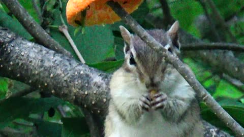 Chipmunk