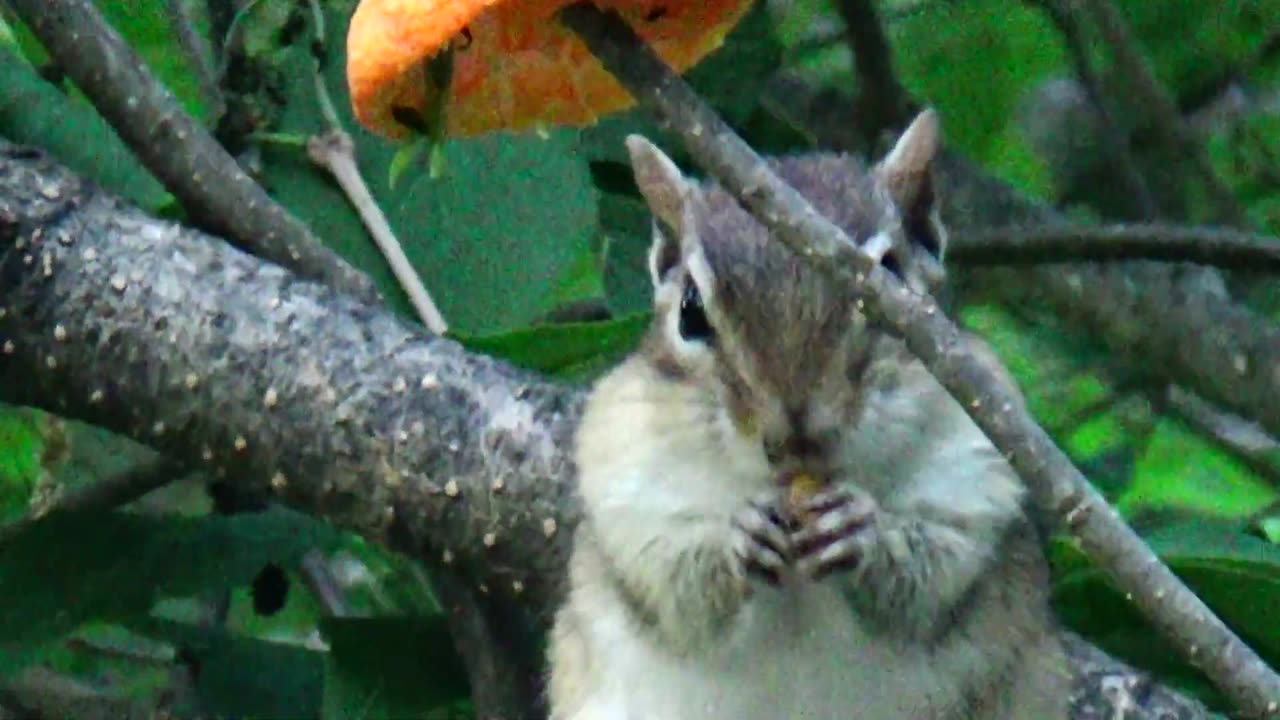 Chipmunk