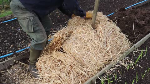 Preserving potatoes in a clamp