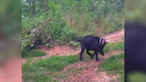 funny Animals 😂 animal funny video 😁 Animals comedy video 😲 funny video TikTok video