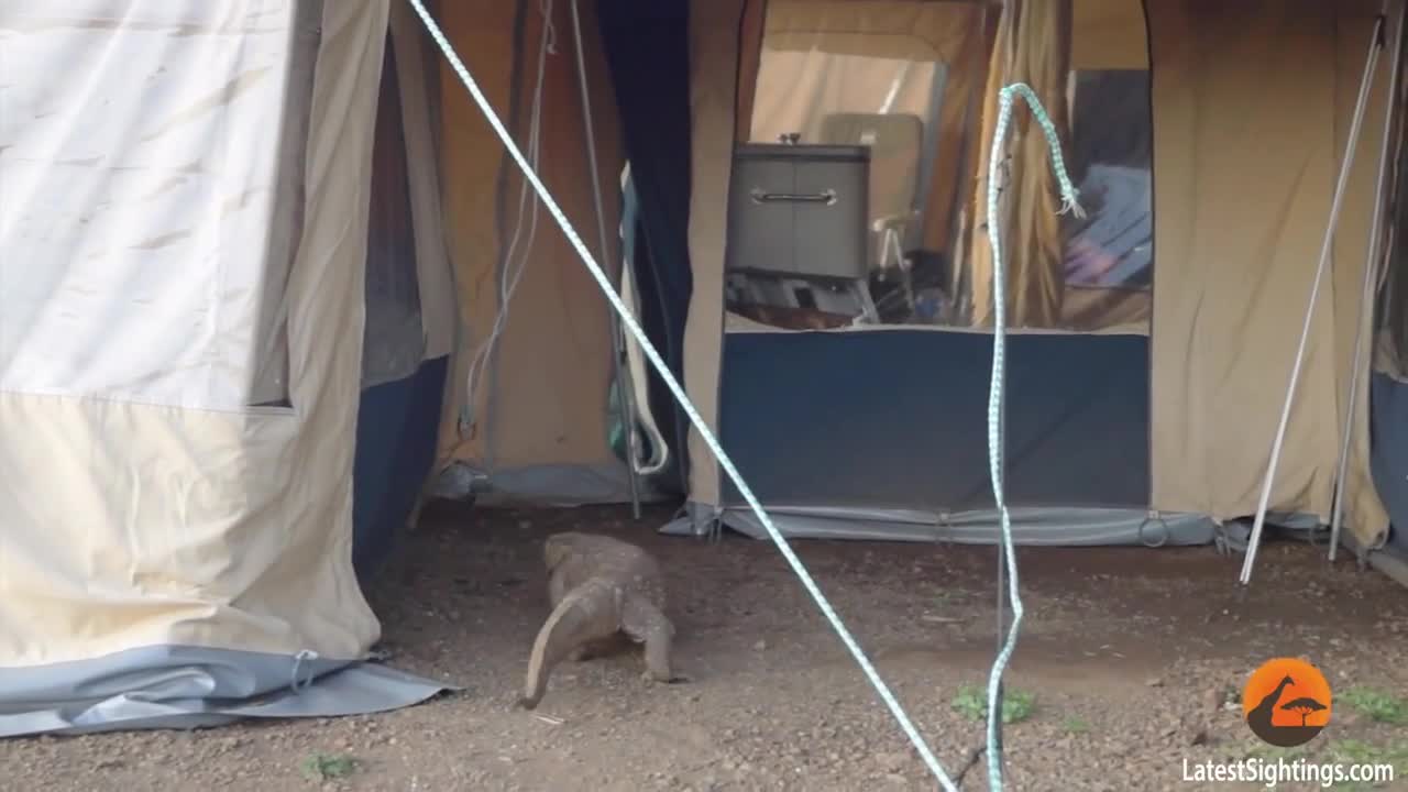 Massive Monitor Lizard Sneaks Into Unsuspecting Tourist’s Tent