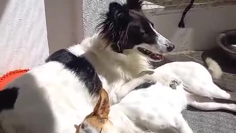 Argentinian Border Collie and her puppy.