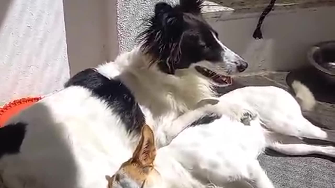 Argentinian Border Collie and her puppy.