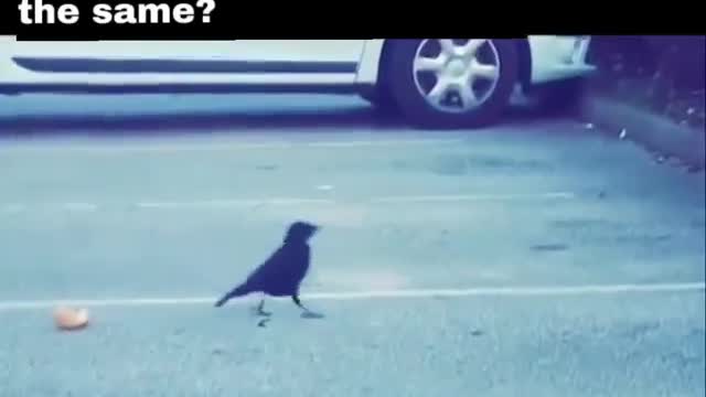 The crow fed the hungry mouse