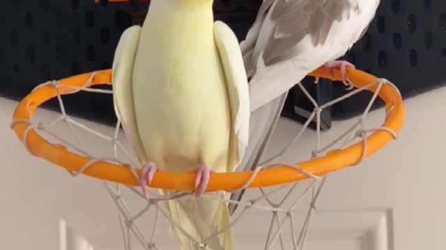 Singing Bird Is Shushed by Sister