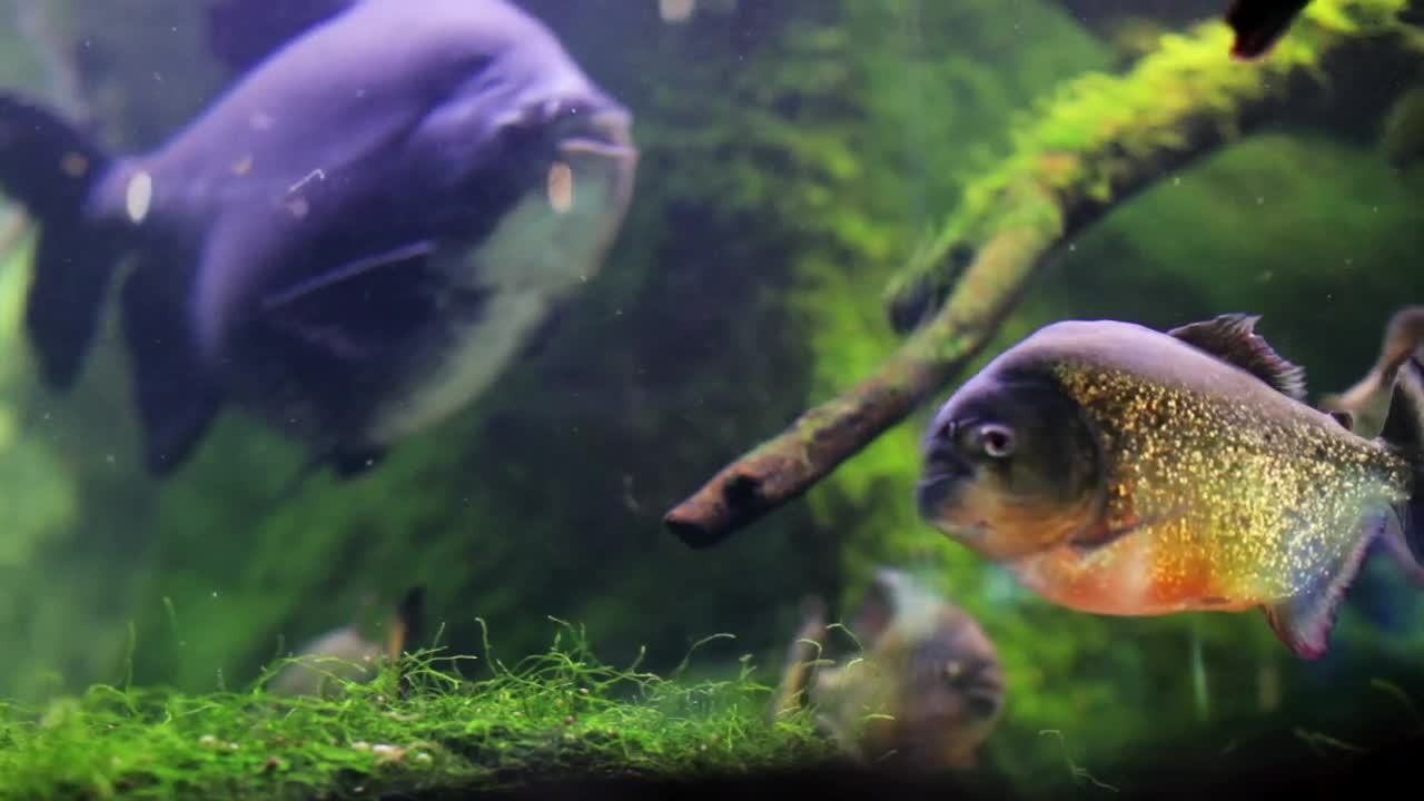 Fish and moss in a fish tank