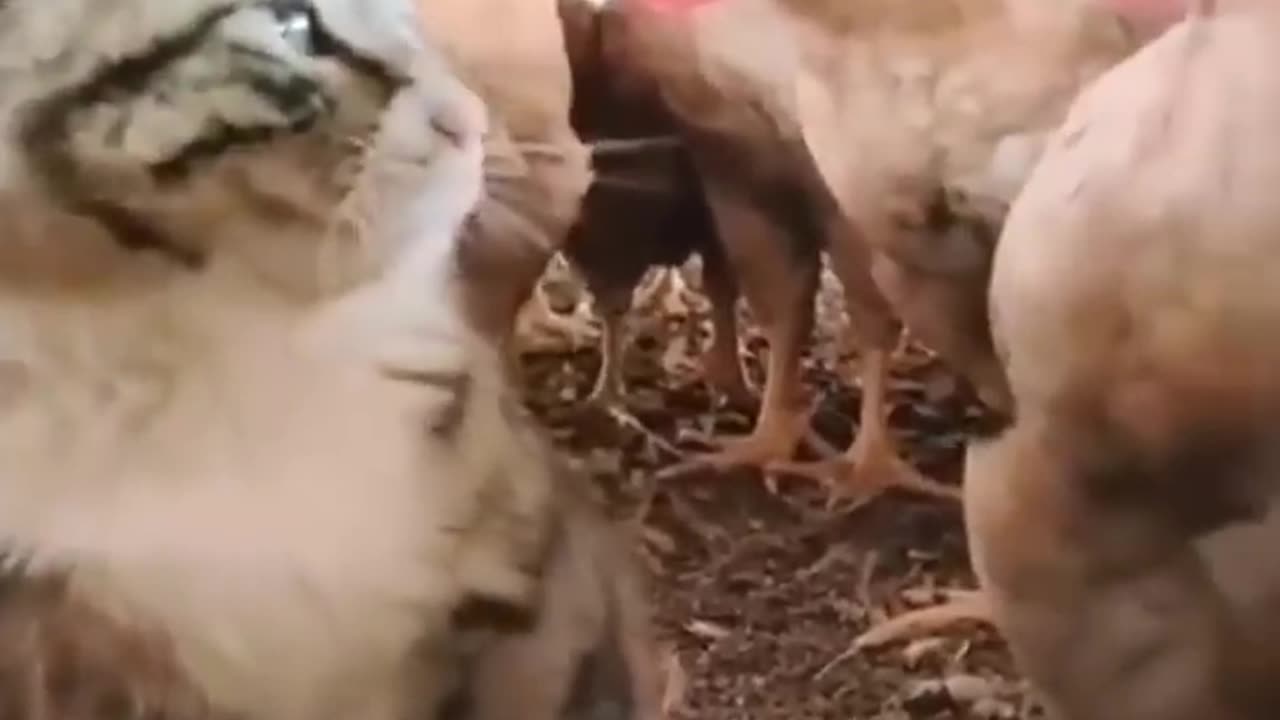 Funny cat Video