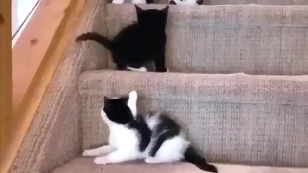 Black and white cute cats