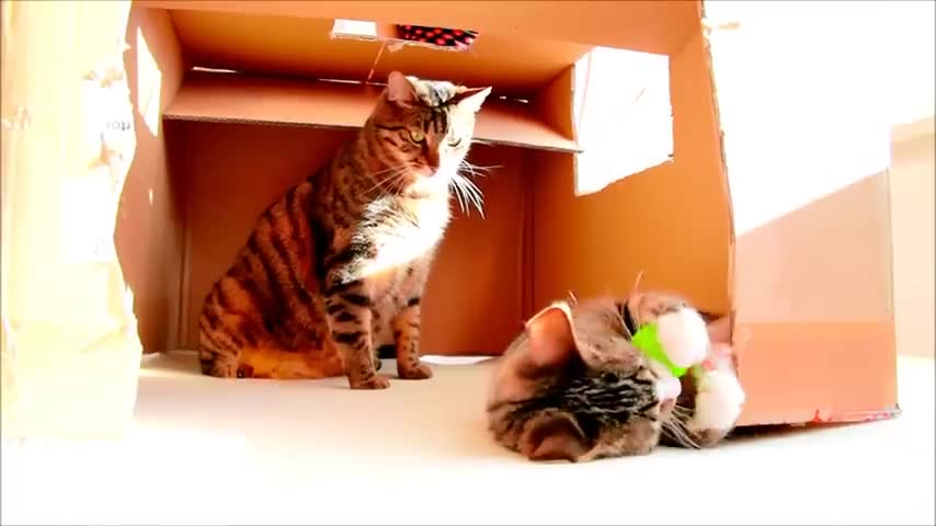 Male Cat vs Female Kitten