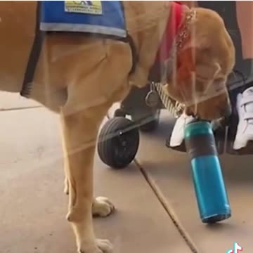 Puppy try to help owner carry cup amazing tiktok video