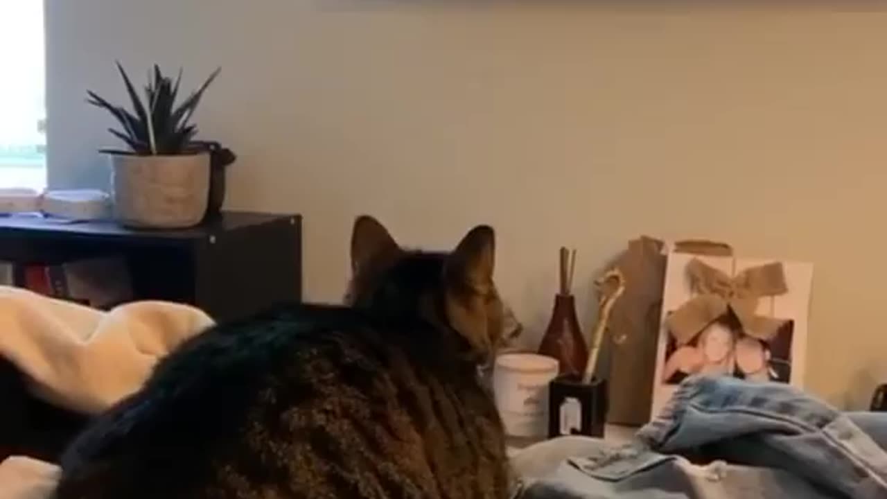 Cat catching the television bird 🕊️🐦🐦