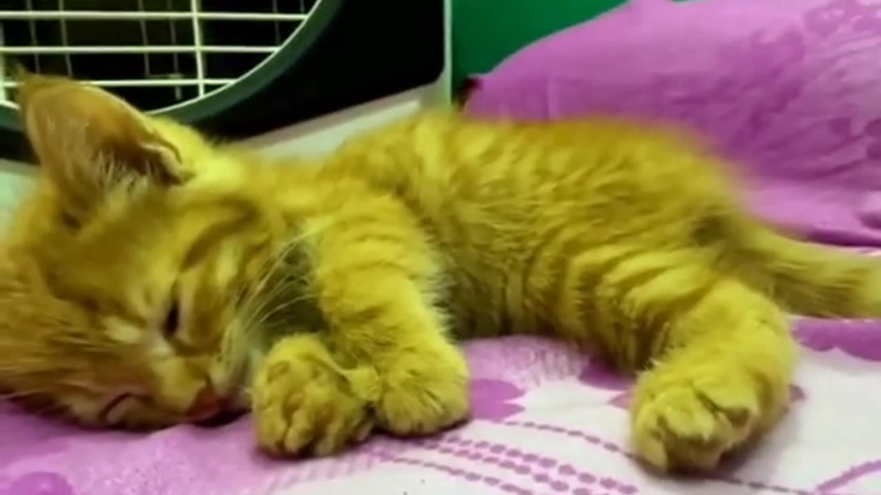Cat recovery humanity
