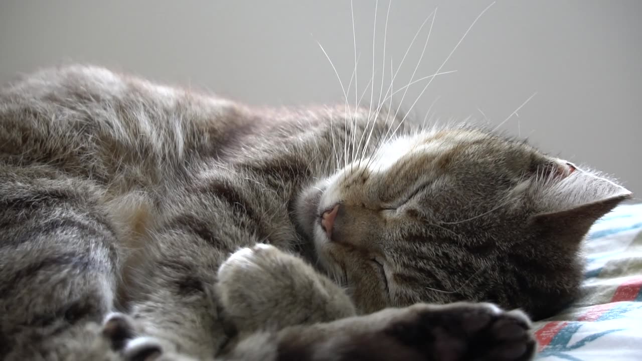 Cute grey coloured cat sleeping and doing funny poses