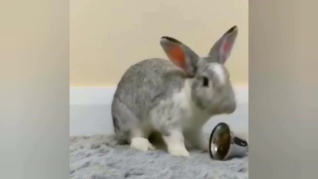 Rabbit funny and cat videos 📸