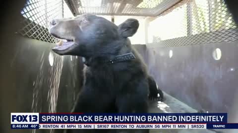 Black bear hunting banned indefinitely