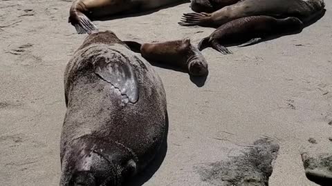 Baby Sea Lion Tail Slaps the Big Daddy!