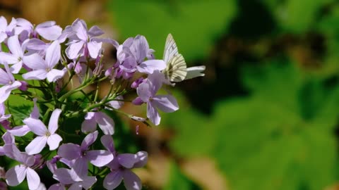 A lavender coloured Flowers and Butterfly 🌷🌸🦋 | Nature | Blissful Nature