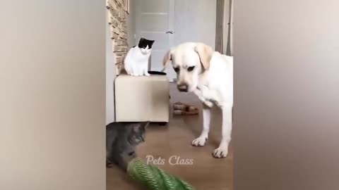 Funny cats and dogs funniest animals funny video of pets❤️🐶