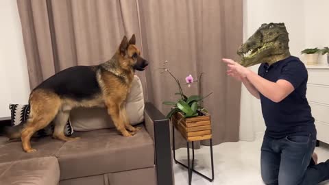 Will My German Shepherd Recognize Me in a Crocodile Mask?