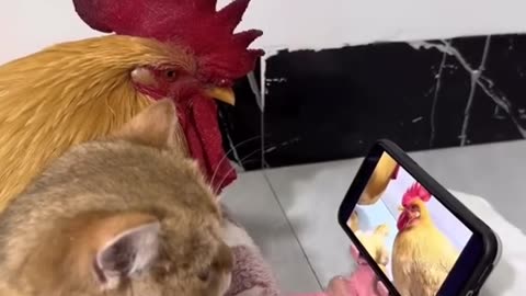 Funny Animals videos cat and cock