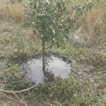 Last watering of the 2024 season