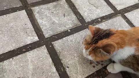 Cute hungry cat looking for food and I feed it _ Feeding cats