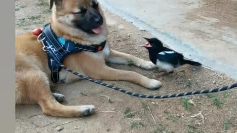 Relaxing Dog