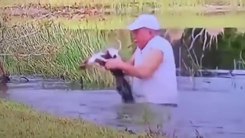 Man Saves Puppy from Being Eaten by Alligator