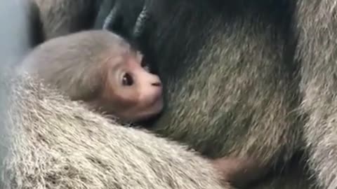 This little monkey in his arms looks so sad