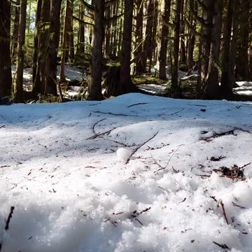 Dear Caught on Camera Going Up Mountain on a Snowy Trail