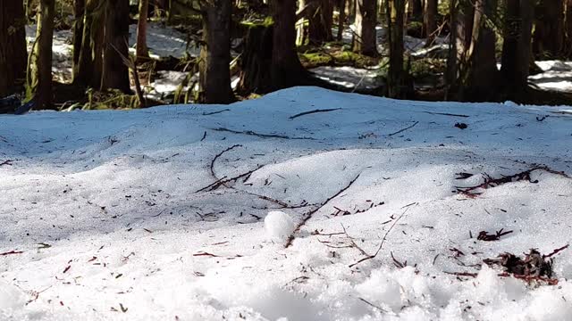 Dear Caught on Camera Going Up Mountain on a Snowy Trail