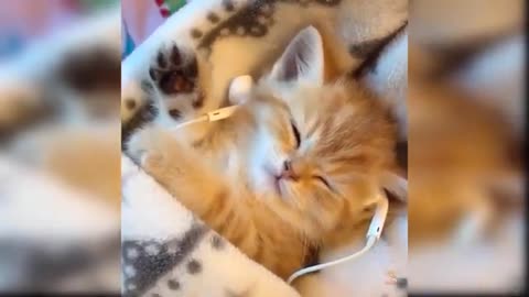 Cute cat and fun video