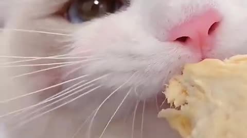 Aww Cute Cats Videos