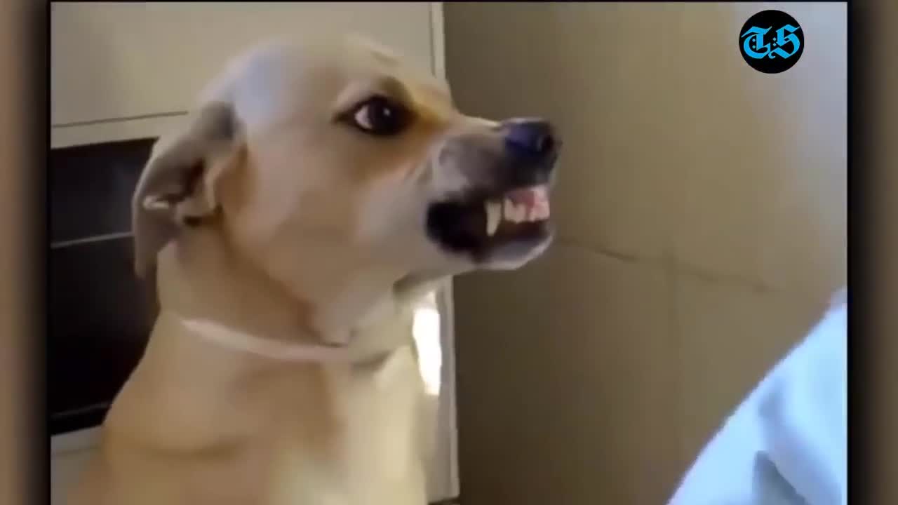 Try Not To Laugh, Smiling Dogs, Dancing Dogs Funny Videos, Funny Animal