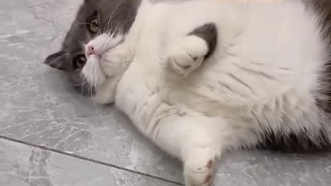 Cat reaction | cute cat