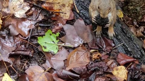 Gatlinburg Cabin just a squirrel trying to get a nut #rvlife #rv #glamping48