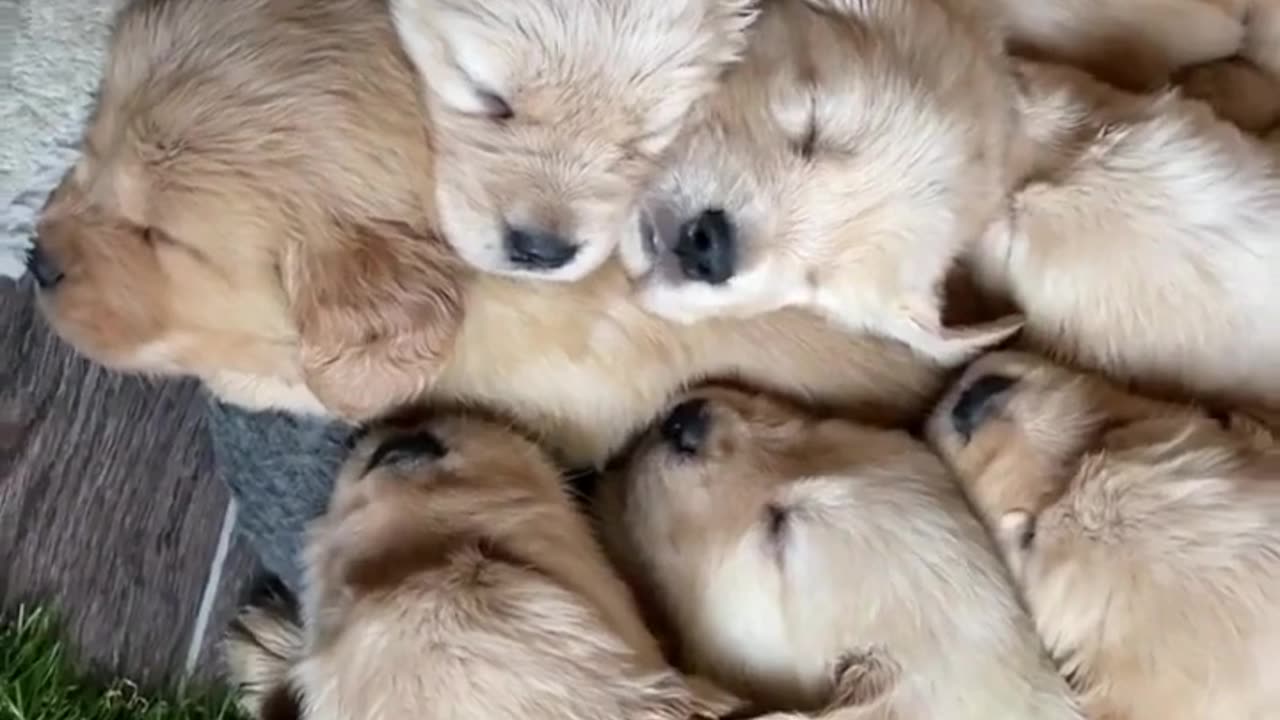 Sleepy Puppy Pile!