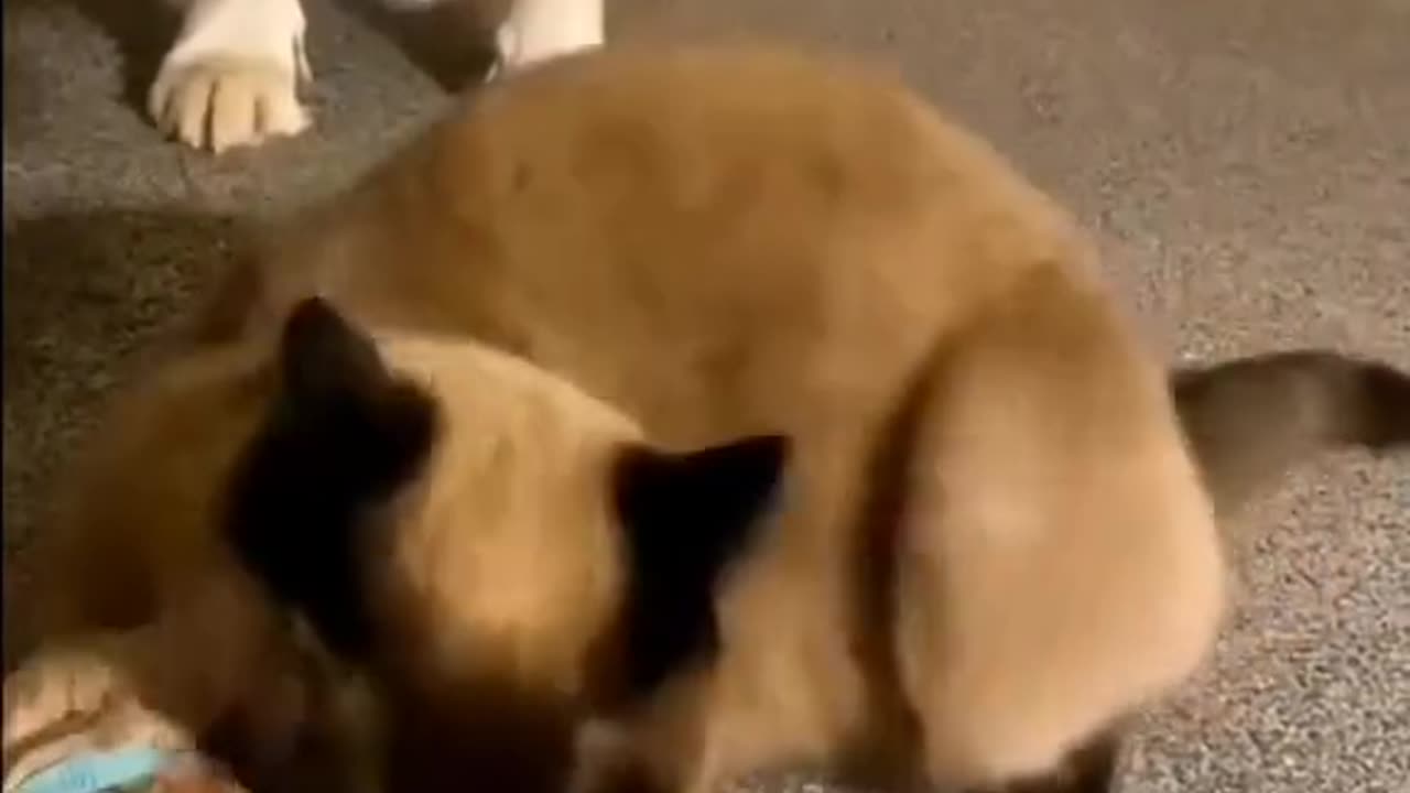 Funny and Cute Cats Videos #125