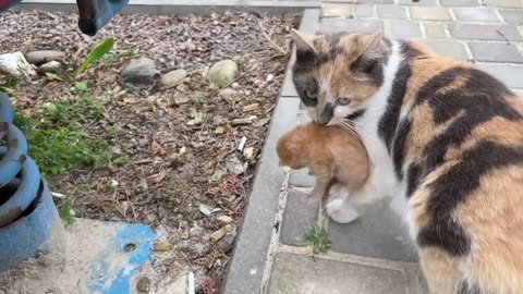 A street mom cat carries kitten and asks to open the door