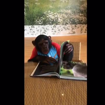Joven chimpancé aprende sobre la vida silvestres a través de imágenes