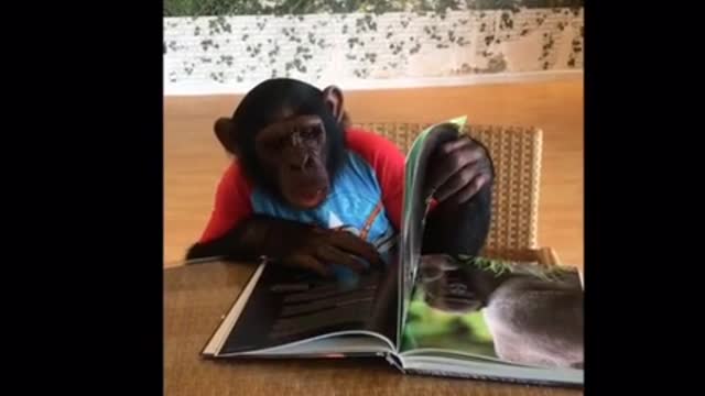 Joven chimpancé aprende sobre la vida silvestres a través de imágenes