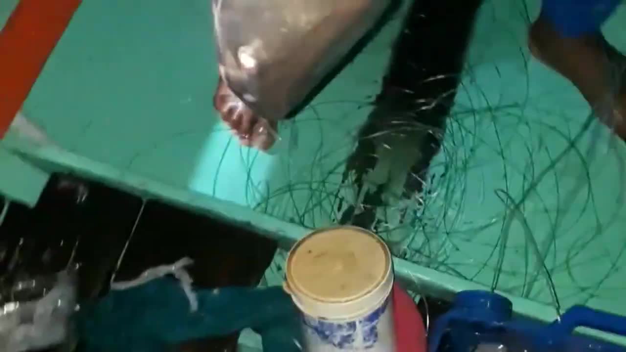 Musim sotong dan ikan mayong di laut Bangka