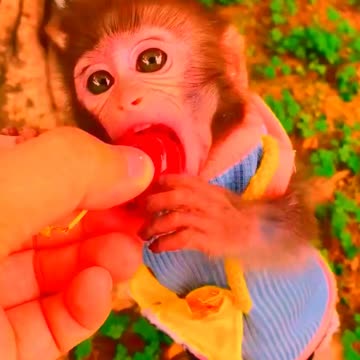 Adorable Monkeys, funny animals, smartest animals, cute monkey, baby monkey, lovely monkey #17